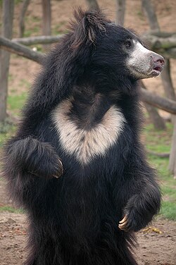Sloth_bear_stand.jpg