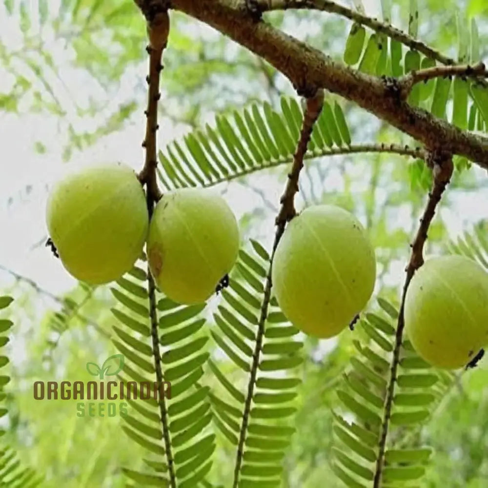 amla-fruit-seeds-comprehensive-planting-and-gardening-guide-for-growing-nutrient-rich-fruits-in-your-garden-224_1000x.jpeg