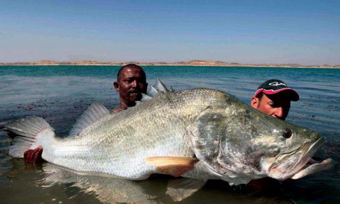nile-perch-the-largest-perch-in-the-world-description-habitat-2.jpg