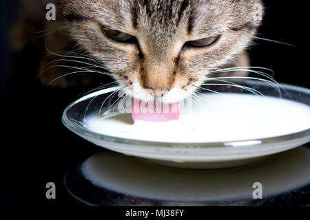 libre-d-un-chat-lapant-a-partir-d-une-reflexion-avec-soucoupe-mj38fy.jpg